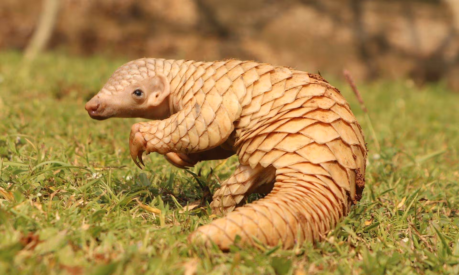 Indian Pangolin